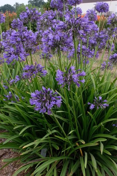 Salt Tolerant Seaside Plants for sale,Salt Tolerant Plants,Salt Resistant Plants Agapanthus Plant, Hummingbird Plants, Royal Blue Flowers, Pollinator Plants, Rock Garden Plants, Sun Perennials, Western Michigan, Blue Lily, Cottage Garden Plants