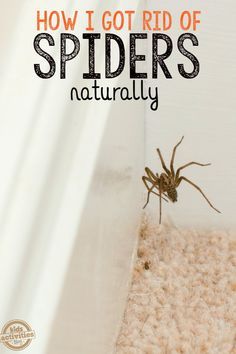 Spiders Repellent Diy, Natural Spider Repellant, Judy Dench, Spider Spray, Repellent Diy, Spiders Repellent, Get Rid Of Spiders, Apartment Decoration, Bug Repellent