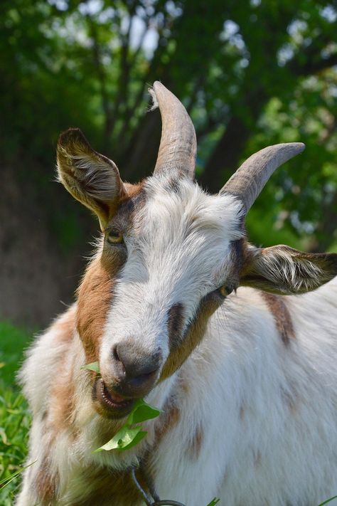 Goat Goat Horns, #Horns, #Goat Four Horned Goat, Goat Open Mouth, Anglo Gothic, Goats With Horns, 4 Horned Goat, Goat Photography Beautiful, Goat Horns, Goats Funny, Goat Art