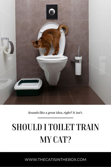 It’s the stuff of dreams, isn’t it? Having a cat, but never having to see, smell, or clean another litter box for the rest of your life? Toilet training a cat sounds like a great idea that isn't. Read to learn why you should never train your cat to use a toilet. Training A Cat, Cat Sounds, Training A Kitten, Train A Cat, Cat Toilet Training, Jackson Galaxy, Older Cats, Cat Toilet, Litter Tray