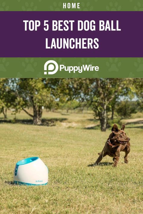 Top 5 Best Dog Ball Launchers Dog Ball Launcher, Dog Skin Care, Colorful Hairstyles, Pet Ball, Ball Launcher, Dog Toothbrush, Led Dog Collar, Good Dog, Dog Ball