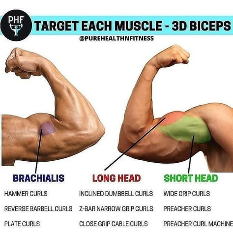 We always recommend the compounds like pull ups and rows for bicep growth... but this is a nice graphic showing how different isolation movements hit different heads.  When starting on a muscle-building program, one of the key body parts that many people want to place a large focus on are the biceps. The biceps tend to be a highly noticed muscle group by others, so if you have nicely developed arms, people are going to know you're on top of your workout game. Bicep Muscle, Trening Sztuk Walki, Big Biceps, Gym Workouts For Men, Weight Training Workouts, Workout Plan Gym, Biceps Workout, Gym Workout Tips, Bodybuilding Workouts