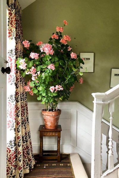 Indoor Plants Names, Low Maintenance Indoor Plants, Geranium Plant, Balloon Curtains, Styl Shabby Chic, Red Geraniums, Deco Nature, Stair Case, Flower Installation