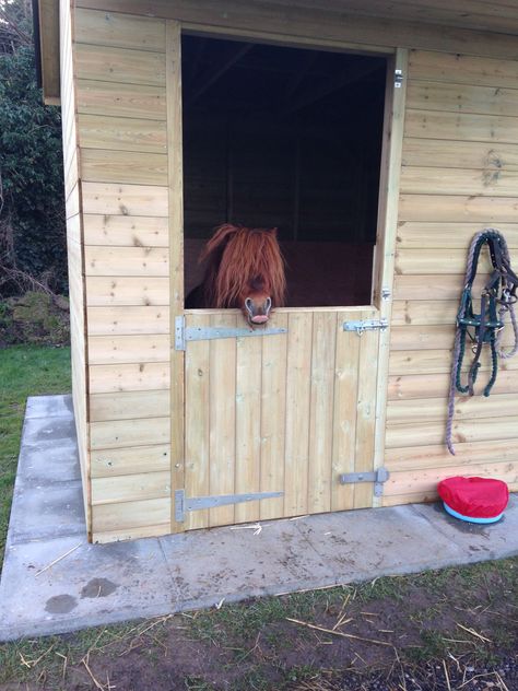 Shetland pony in his stable Pony Stall Ideas, Mini Horse Stall, Pony Shelter, Mini Horse Shelter, Mini Stables, Shetland Pony Stable, Horse Barn Ideas, Mini Horse Barn, Small Barn Ideas