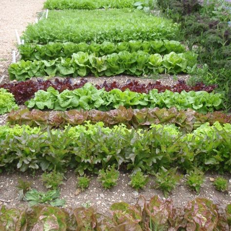 rocket-gardens-salad-lettuce-garden-gardenista Lettuce Garden, Salad Garden, Crop Farming, Vegetable Patch, Potager Garden, Balcony Plants, Garden Salad, Food Forest, Home Vegetable Garden