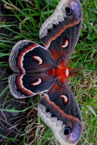 :) Happy Otter, Colorful Moths, Types Of Butterflies, Cool Insects, Beautiful Butterfly Pictures, Beautiful Butterfly Photography, Moth Caterpillar, Butterfly Species, Moth Art