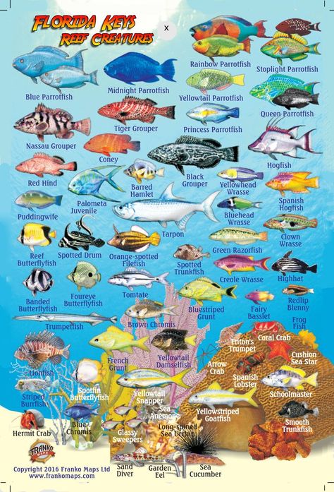 Florida Keys Mini Fish Card Fish Chart, Fish Card, Fishing Cards, Types Of Fish, Marine Animals, Ocean Creatures, Red Sea, Cozumel, Sea Fish