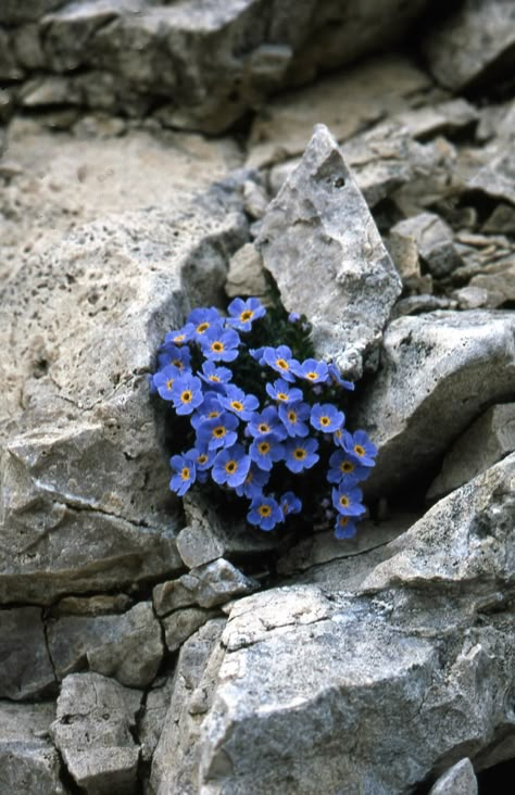 Alpine Flowers, Rock Flowers, Rock Garden Plants, Flowers Growing, Nothing But Flowers, Trending Pins, Pretty Plants, Nature Aesthetic, Rock Garden