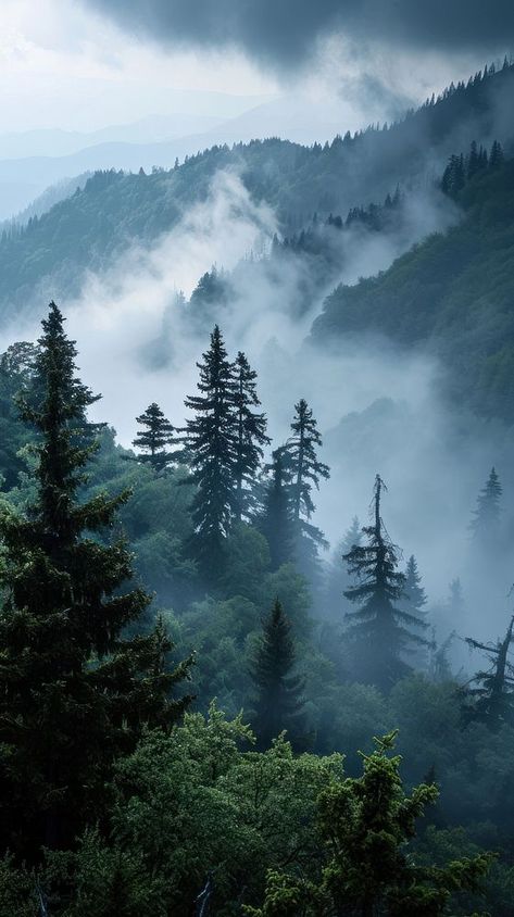 Nature nature vegetation outdoors.  | premium image by rawpixel.com / Chim Morning Forest Wallpaper, Landscape Photography Mountain, Foggy Forest Photography, Pine Forest Mountain, Woodland Wallpaper Iphone, Dark Feminine Vibes, Cloud Scenery, Fog Aesthetic, Pines Aesthetic