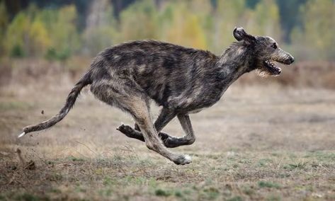 Irish Wolfhound running Irish Wolfhound Running, Irish Wolfhound Facts, Irish Wolfhound Mix, Wolfhound Puppies, Irish Wolfhound Puppies, Wolfhound Dog, Irish Wolfhound Dogs, Giant Dog Breeds, Tallest Dog