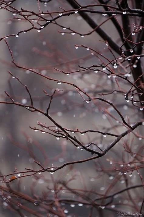 . Freezing Rain, I Love Rain, Crabapple Tree, Love Rain, Water Droplets, Jolie Photo, Rain Drops, Beautiful Photography, Rainy Days