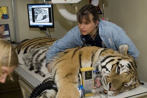 Veterinarian Career, Vet Pictures, Zoo Veterinarian, Veterinarian Clinic, Vet Tech School, Vet Technician, Wildlife Biologist, Vet Medicine, Vet Assistant