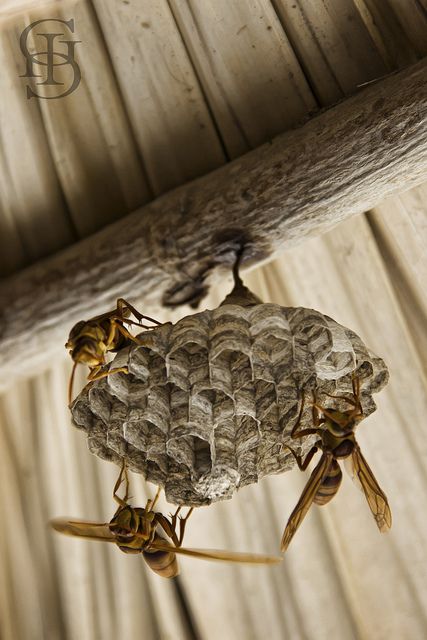 Wasp nest. Paper Wasps. They build in our NZ garden, anywhere that stays dry. Inoffensive but have a nasty sting. Hornet Nest, Nz Garden, Hornets Nest, Wasp Nest, Diy Pest Control, Bees And Wasps, Insect Collection, The Bug, Beautiful Bugs