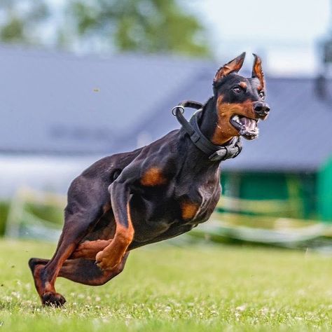 Doberman Running, Dogs Running, Dog Expressions, Service Dogs Gear, Doberman Pinscher Dog, Doberman Dogs, Pretty Dogs, Feral Cats, Dog Runs