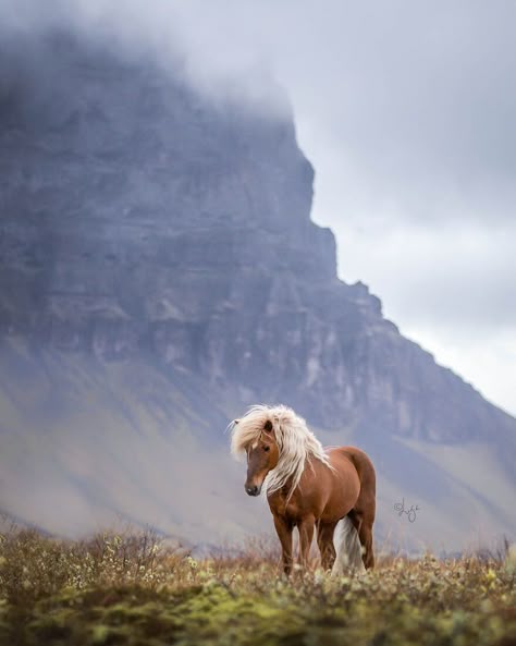 37 Pictures Of Beautiful Horses I Captured In Wild Icelandic Scenery (New Pics) Photos Of Horses, Saw Horse, Photography Horse, Icelandic Horses, Breathtaking Photography, Horse Party, Icelandic Horse, Equine Photographer, Horse Diy