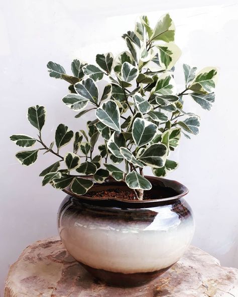 ficus triangularis variegata Ficus Triangularis, نباتات منزلية, Plants Are Friends, Gardening 101, Pretty Plants, Plant Mom, Plant Lady, Hi Guys, White Wall