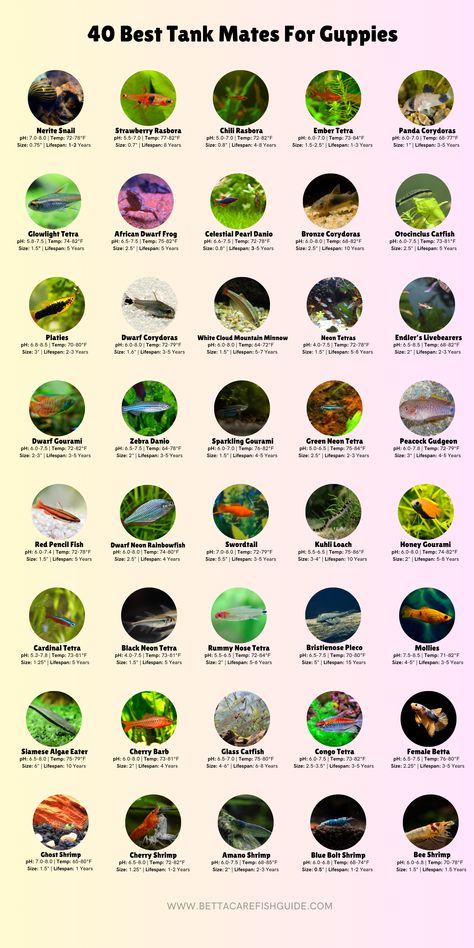 Check out over 40 of the best tank mates for your guppies! Guppy Tank Mates, Guppies Fish Tank, Guppies Fish Tank Ideas, Guppy Fish Tank Ideas, Guppy Tank Ideas, Guppy Aquarium, Guppy Tank, Betta Fish Tank Mates, Freshwater Fish Tank