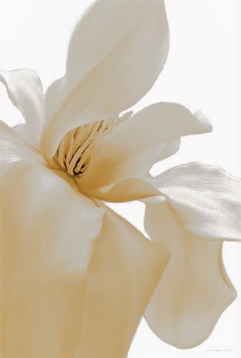 French Vanilla Aesthetic, Vanilla Aesthetic Flower, Vanilla Flower Photography, Vanilla Flower Aesthetic, Vanilla Asethic, Vanille Aesthetic, Vainilla Aesthetic, Vanilla Decor, Girl Self Care