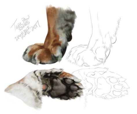 Art of Devin Elle Kurtz on Instagram: “Some tiger paw warm-up studies! #animaldrawing #animalart #tiger” Paw Reference, Devin Elle Kurtz, Tiger Paws, Drawing Made Easy, Tiger Sketch, Paw Drawing, Tiger Drawing, Tiger Paw, Animal Study