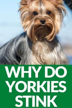 Yorkshire Terrier Colors, Yorkie Care Tips, Yorkie Must Haves, Girl Yorkie Haircut, Yorkie Hairstyles Girl, Morkie Haircut Hairstyles, Yorkie Haircut Teddy Bear, Yorkie Puppy Training, Grooming Yorkies