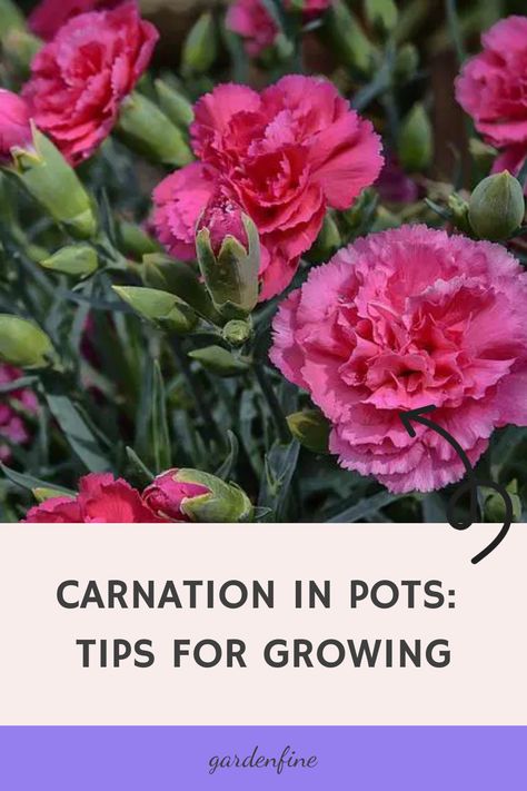 Growing Carnations, Carnation Plants, White Carnation, Red Carnation, Flowers Gardening, Easy Landscaping, Carnation Flower, Herbaceous Perennials, Growing Seeds