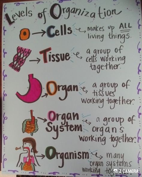 Levels Of Organization Anchor Chart, Science Charts For Classroom Class 9, Health Science Classroom High School, Biology Anchor Charts High Schools, 8th Grade Science Notes, Biology Anchor Charts, Biology Poster Ideas, 8th Grade Science Projects, Levels Of Organization