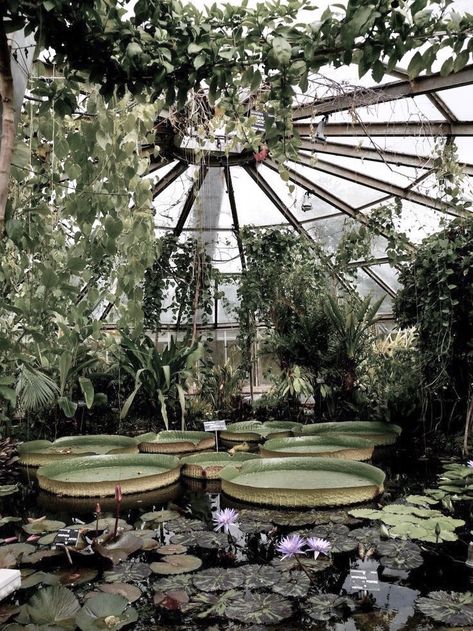 winter hayle • the lunar chronicles by marissa meyer Victorian Greenhouse, Victorian Greenhouses, Plant Aesthetic, Greenhouse Gardening, Greenhouses, Nature Aesthetic, Glass House, Water Lilies, Pretty Places