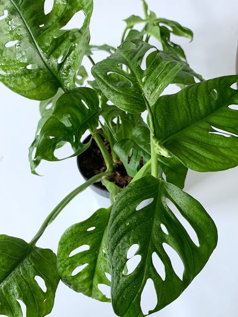 Monkey Mask Plant, Monstera Monkey Mask, Vertical Garden Plants, Monkey Mask, Monstera Adansonii, Handmade Plant, Terrarium Diy, Monstera Plant, Diy Planters