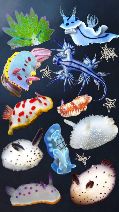 Moodboard Collage, Cool Bugs, Cocoppa Wallpaper, Deep Sea Creatures, Beautiful Sea Creatures, Sea Slug, Aesthetic Moodboard, Aquatic Animals, Marine Animals