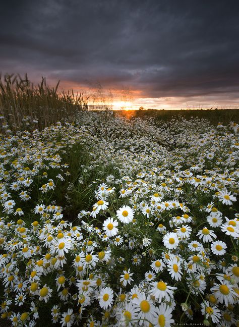 Leaves Photography, Evening View, Flowers Photography Wallpaper, Autumn Leaves Photography, Photography Wallpaper, Pastel Wallpaper, Beautiful Nature Pictures, Beautiful Sky, Flower Field