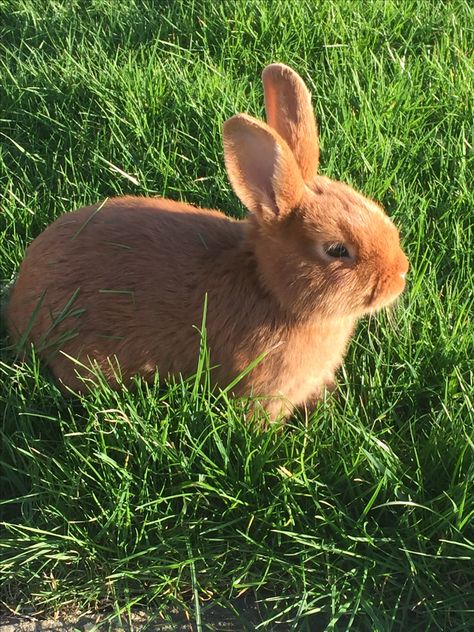 Rabbit bunny cute brown Brown Rabbit Aesthetic, Brown Bunny Aesthetic, Sims Legacy Challenge, Fragaria Memories, Pet Aesthetic, Brown Animals, Pet Rabbit Care, Brown Rabbit, Rabbit Pictures