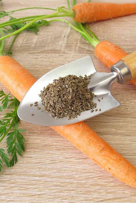 Carrots seeds are too tiny to sow evenly by hand. Try these methods to grow a crop of ferny green tops with uniform, tasty roots. #vegetablegardengrowingguide #gardeningadvice #houseplanthacks #howtogrow #indoorflowers #plantparenttips #thespruce How To Plant Carrots, The Tiny Seed, Garden Rake, Small Balcony Garden, Carrot Seeds, Perennial Shrubs, Garden Markers, Indoor Flowers, Gardening Advice