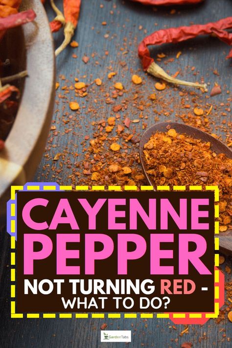 Curious about why your cayenne peppers won't ripen to their fiery red hue? Find answers and effective solutions at GardenTabs. Our comprehensive article provides essential tips and strategies to overcome this challenge. Explore expert advice on optimal temperature control, nutrient adjustments, and picking techniques for picture-perfect red cayenne peppers. Turning Red, Spicy Food, Plant Guide, Edible Plants, Fiery Red, The Favorite, Cayenne Peppers, Spicy Recipes, Cayenne