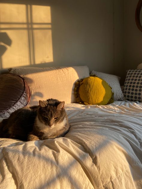 Cats At Home Aesthetic, Cat In Home Aesthetic, Cozy Cat Aesthetic, Cat In Bedroom, Cat In Blanket, Solo Life, Cozy Cat, Apartment Aesthetic, Kitty Kitty