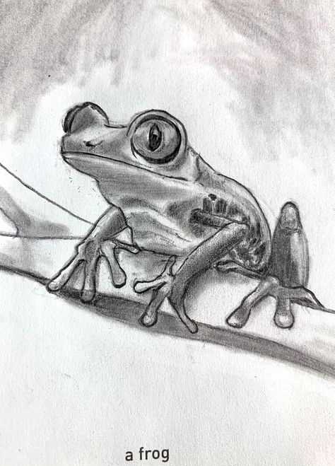 Tree Frog Sketch, Frog Drawing Realistic, Frog Drawing Sketches, Tree Frog Drawing, Frog Line Drawing, Frog Sketches, Tree Frog Art, Alex Gonzalez, Frog Sketch