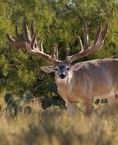 . Big Whitetail Bucks, Whitetail Deer Pictures, Deer With Antlers, Mule Deer Buck, Deer Photography, Whitetail Deer Hunting, Big Deer, Deer Photos, Deer Pictures