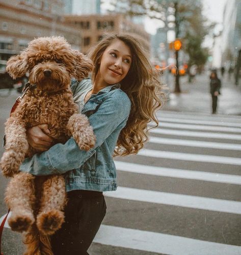 Mini Goldendoodle Puppies, Teddy Bear Dog, Australian Labradoodle, Dog Photoshoot, Mini Goldendoodle, Goldendoodle Puppy, Dog Info, Blue Heeler, Labradoodle