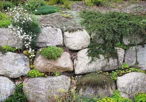 Cheap Retaining Wall Ideas, Inexpensive Retaining Wall Ideas, Cheap Retaining Wall, Rock Wall Landscape, Wooden Retaining Wall, Diy Stone Wall, Small Retaining Wall, Rock Wall Gardens, Retaining Wall Ideas