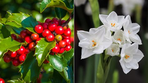 About December Birth Flowers: Holly and Narcissus | Petal Talk December Birth Flowers, Holly And Narcissus, December Birth Flower, History Meaning, Food Gift Baskets, Garden Bulbs, Soil Improvement, How To Grow Taller, Month Flowers