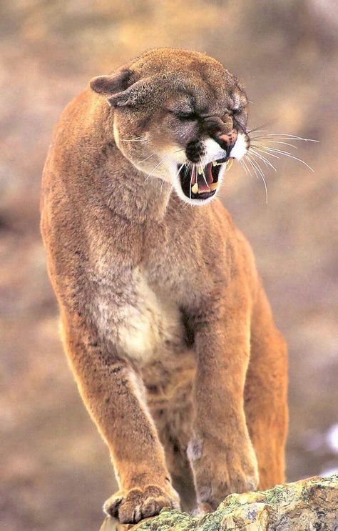 Wilderness Animals, America Photography, Mountain Lions, Regnul Animal, Exotic Cats, Lion Pictures, Bad Cats, Mountain Lion, Cheetahs