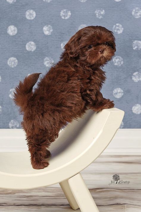 Kingsley - Chocolate Shih Tzu #cathie5683 Breeder info: AKC Caroline-Middleton-26486 Chocolate Shih Tzu, Shih Tzu Photography, Brown Shih Tzu, Shih Tzu Training, Shitzu Puppies Brown And White, Choco Liver Shih Tzu, Shih Tzu Haircuts, Shih Tzu Grooming, Dog Fails