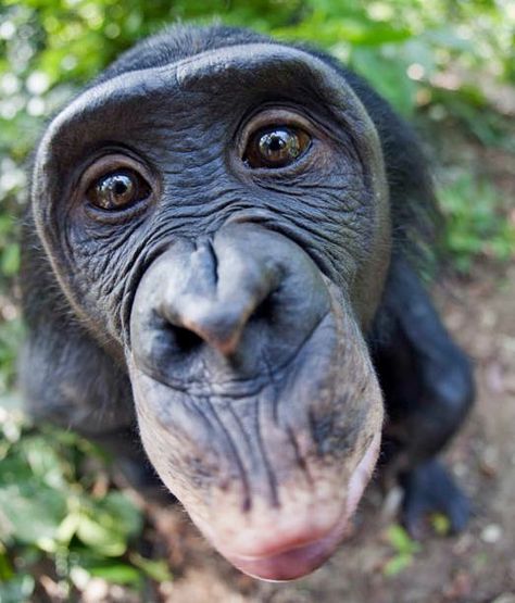 Bonobo. Photo by Martin Harvey Types Of Monkeys, Sloth Bear, Wise Monkeys, Great Ape, Monkey Business, Baboon, Dog Videos, Little Monkeys, Primates