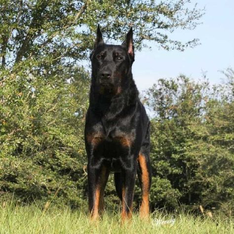 German Shepherd Doberman Mix: The Doberman Shepherd | All Things Dogs Doberman German Shepherd, German Shepherd Doberman, American Doberman, Beauceron Dog, Doberman Shepherd, Doberman Puppies, Doberman Mix, Black Doberman, Labrador Mix