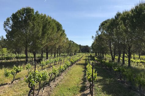 Better wines among the pines: Agroforestry can climate-proof grapes, French researchers show Farming Ideas, Cupressus Sempervirens, Conservation Of Natural Resources, Growing Vines, Wine Grapes, Planting Trees, Permaculture Design, Edible Landscaping, Growing Grapes