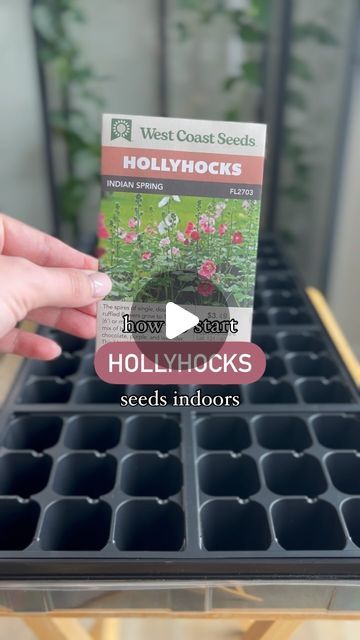 Plant | Garden | Landscape on Instagram: "Save this! 🌟 How to start hollyhocks flower seeds indoors ⬇️

1. Add soil to your seeding tray.
2. Fill in each plug with soil.
3. Pour out the seeds from your packet.
4. Place seeds onto the soil.
5. Don’t bury the seeds - they need sunlight to germinate! ☀️ 
6. Water in gently using a mister 💦 
7. Cover with a plastic dome lid.
8. Label your tray.
9. Place in a bright and sunny location! 
.
.
.
.
.
.
.
#Seeding #SeedStarting #IndoorSeeding #GrownFromSeed #Seedlings #Hollyhocks #CutFlowers #CutFlowerGarden #VegetableGrowing #VegetableGardening #CosmosFlower #Snapdragon #ZinniasOfInstagram #GardenersOfInstagram #GardenTips #GardenInspo #WorldInBloom #FlowerLover #FloralInspiration #FlowersDaily #InstaBlooms #InspireWithBlooms #FlowersAndOtherStor Growing Hollyhocks, Hollyhocks Flowers, Flower Seeds Packets, Plant Garden, Cut Flower Garden, Garden Landscape, Seed Packets, Seed Starting, The Soil