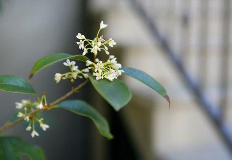 How to prune a sweet olive into a tree | Home/Garden | nola.com Sweet Olive Tree, Olive Tree Care, Tree Branch Centerpieces, Osmanthus Fragrans, Front Garden Landscape, Cool Tree Houses, Tree Pruning, Front Landscaping, Crape Myrtle