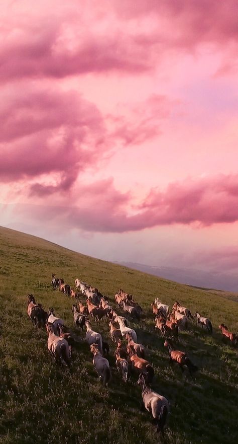 Horse Background, Horse Posters, Horse Wallpaper, Horse Aesthetic, All The Pretty Horses, Cute Horses, Horse Life, Horse Photos, Pretty Horses