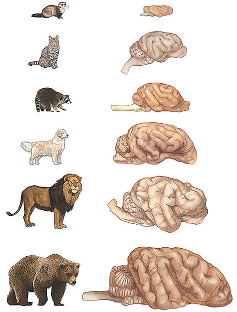 Human Body Unit Study, Animal Intelligence, Brain Size, Cat Brain, Female Lion, Cerebral Cortex, Vanderbilt University, Brain Cells, Dog Brain