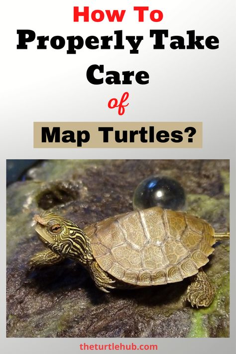 Turtle Tank Setup, Diy Turtle, Turtle Enclosure, River Turtle, Turtle Hatching, Freshwater Turtles, Turtle Care, Map Turtle, Diy Map