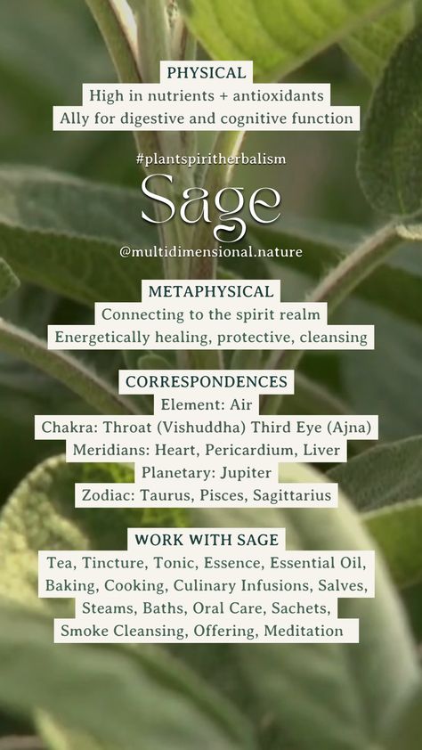 Garden Sage Uses, Eclipse Ritual, Artemisia Plant, White Sage Plant, Witchy Herbs, Sage Benefits, Plant Spirit, Witch Apothecary, Salvia Apiana